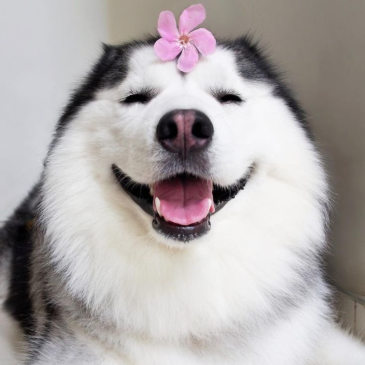 Thú cưng sẽ bị xem xét kĩ