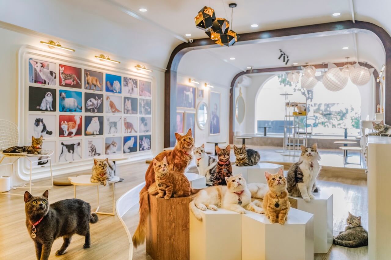 cafe thượng hải
