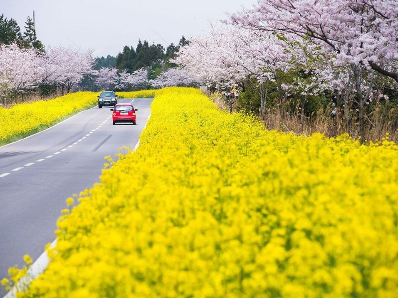 4 mùa trên đảo Jeju