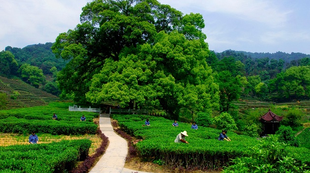 Vườn trà Long Tỉnh
