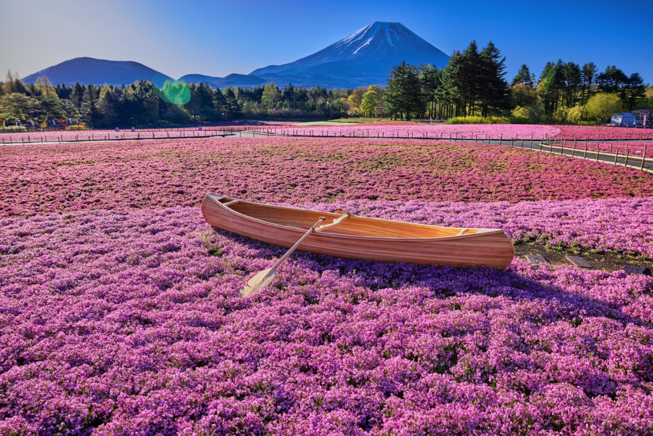 uratravel-Lễ hội Fuji Shibazakura