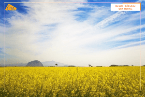 Du lịch Đảo Jeju mùa nào đẹp