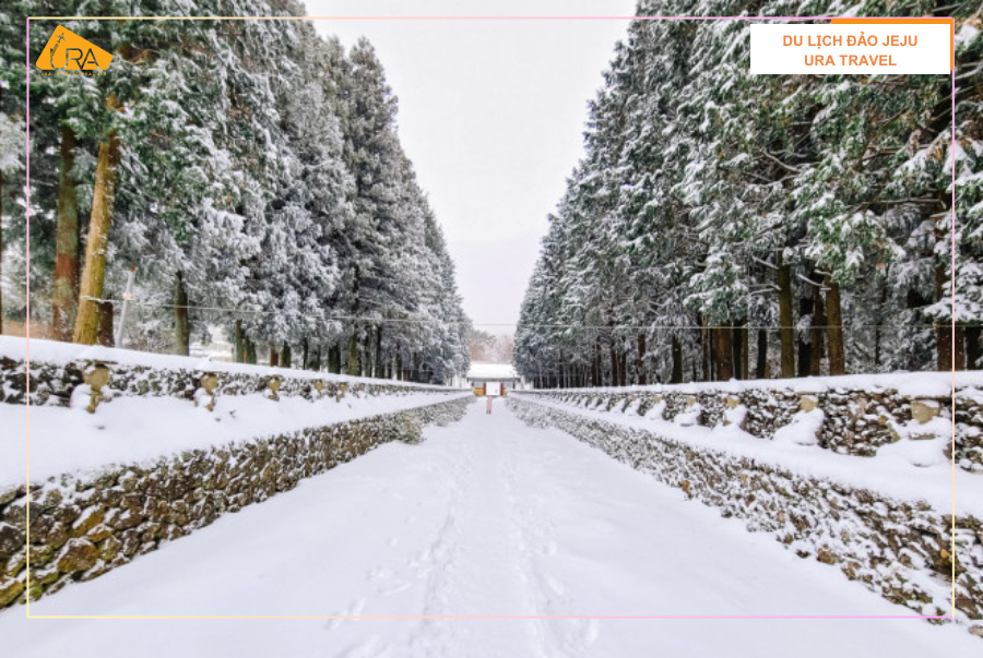 Du lịch đảo Jeju mùa đông