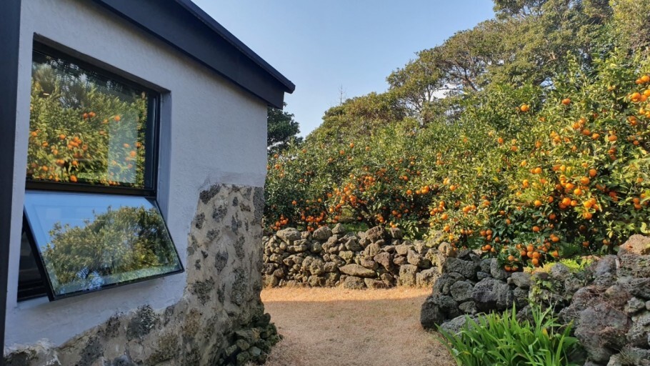 Mùa Quýt đảo Jeju đẹp nhất