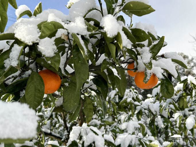 Mùa đông Đảo Jeju