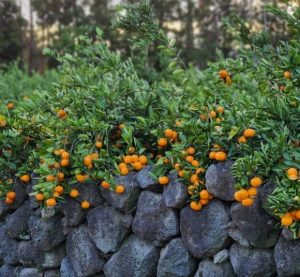 Mùa Quýt đảo Jeju