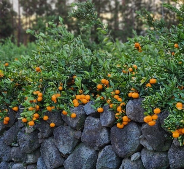 Mùa Quýt đảo Jeju