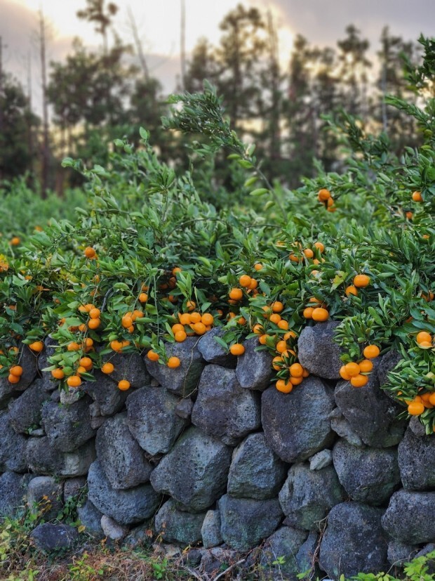 Mùa Quýt đảo Jeju