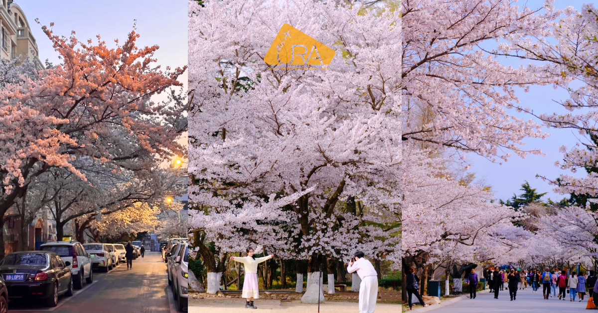 du-lich-thanh-dao-mua-xuan-hoa-anh-dao