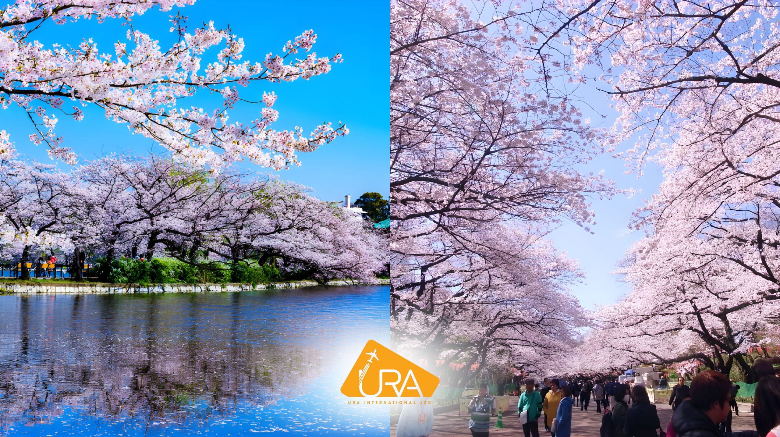 dia-diem-ngam-hoa-anh-dao-nhat-ban-cong-vien-ueno