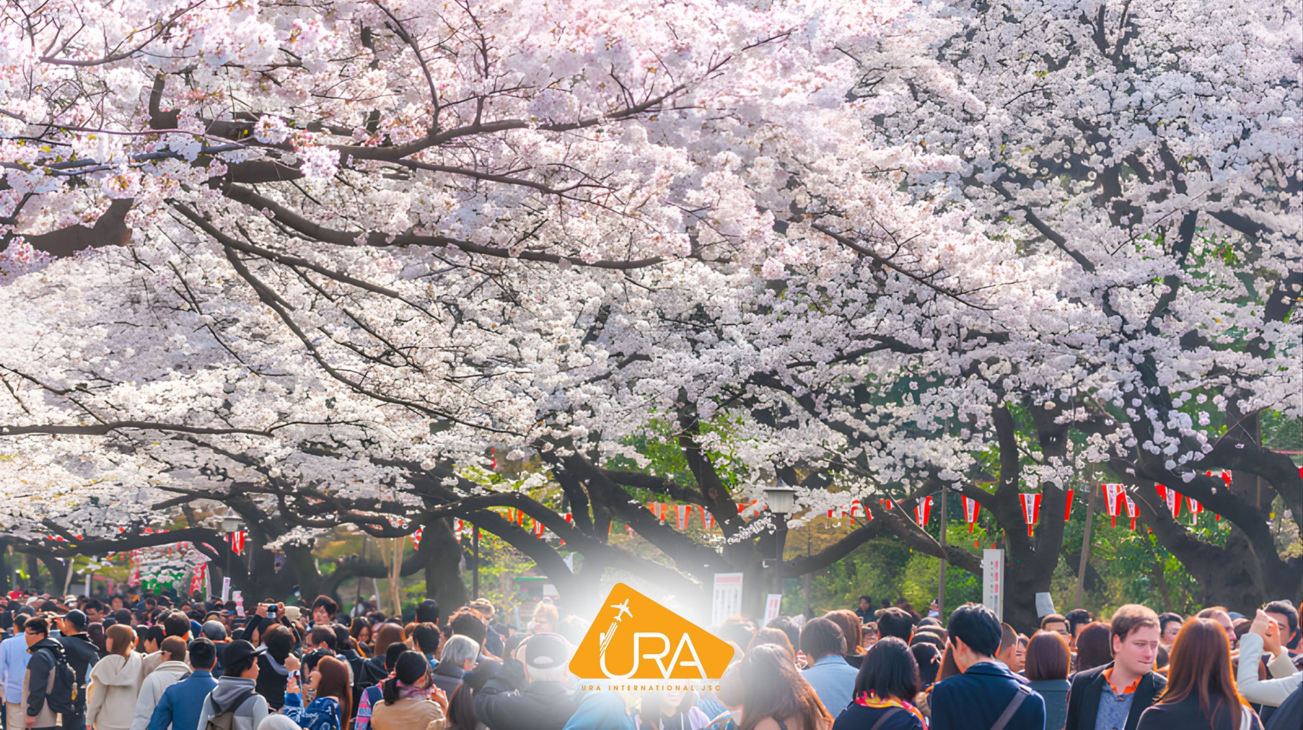 kinh-nghiem-ngam-hoa-anh-dao-nhat-ban-2026