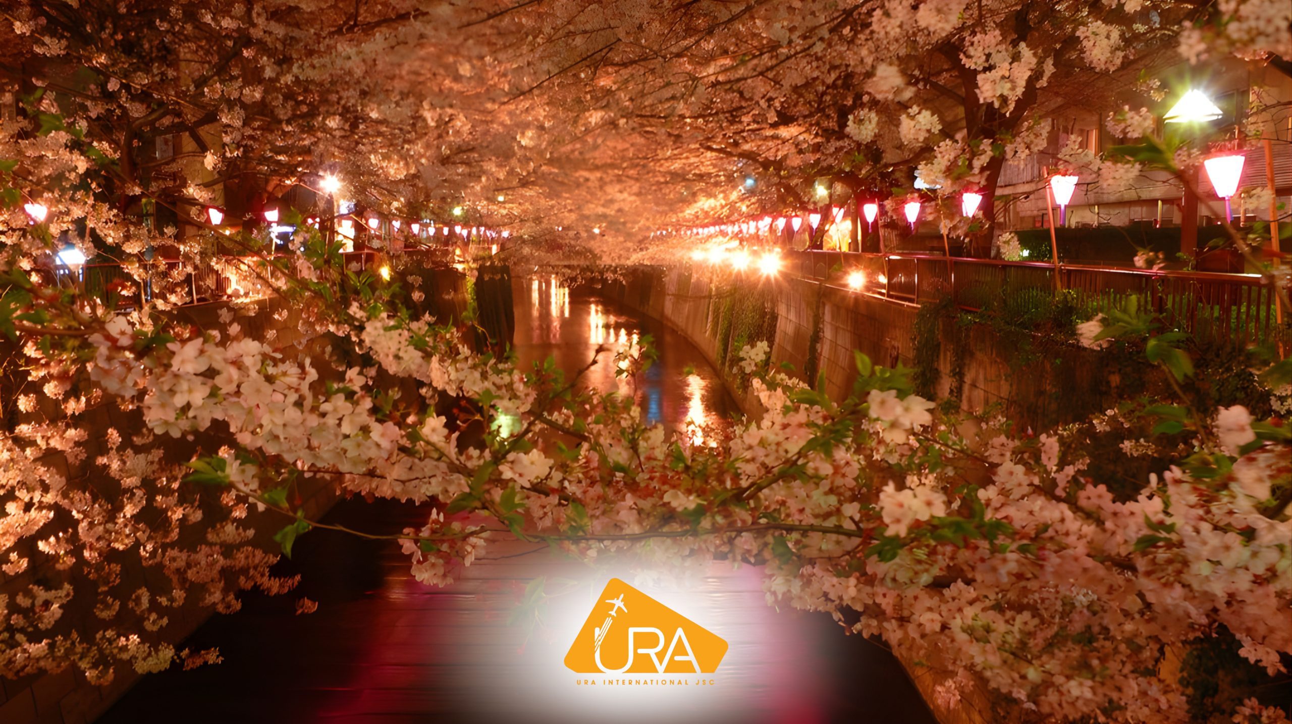 kinh-nghiem-ngam-hoa-anh-dao-nhat-ban-2026