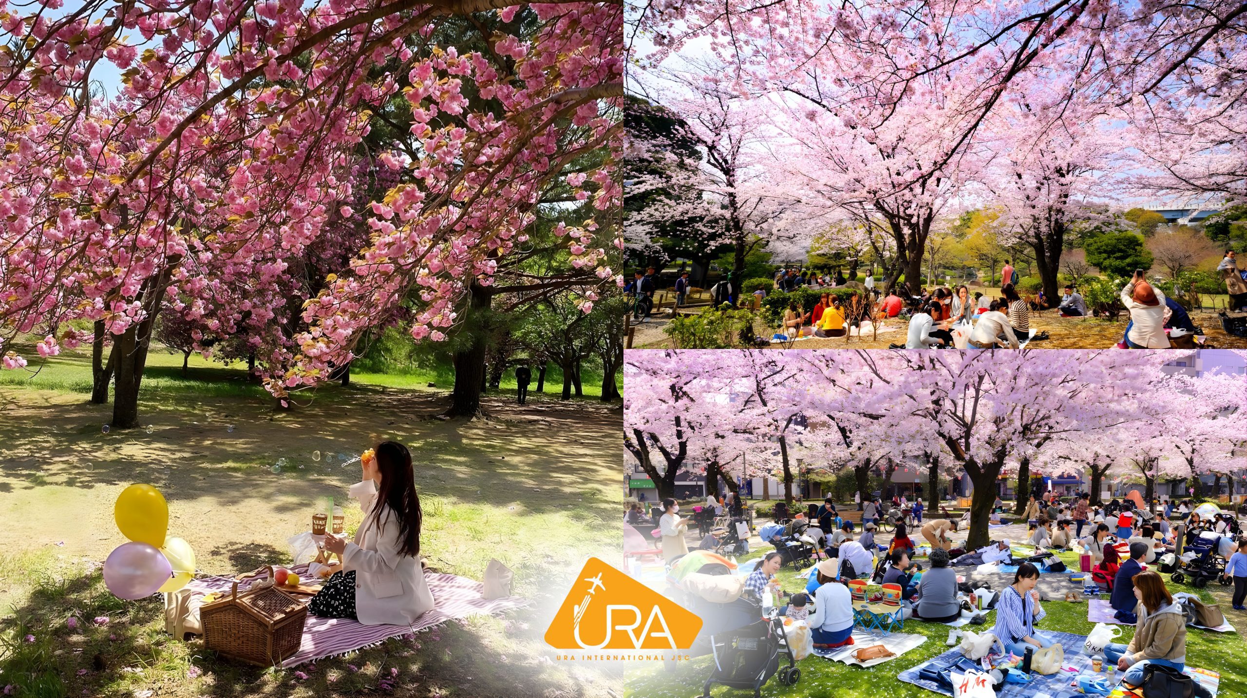 kinh-nghiem-ngam-hoa-anh-dao-nhat-ban-2026