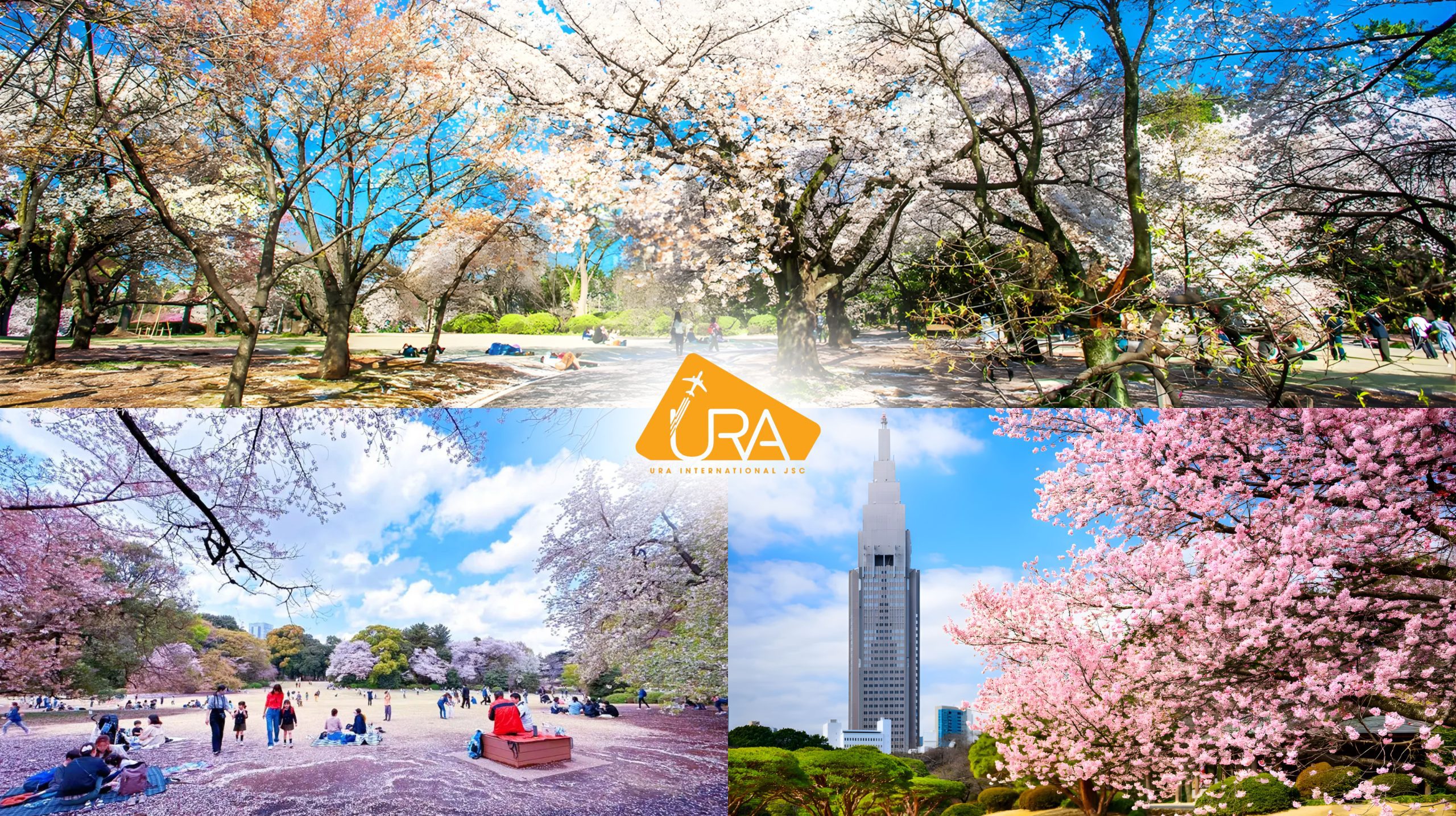 dia-diem-ngam-hoa-anh-dao-nhat-ban-vuon-Shinjuku-Gyoen 